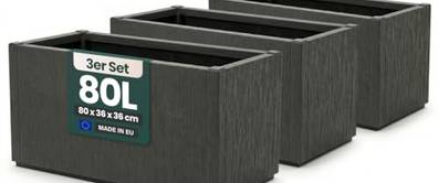 Bleiwurz: 3 Tipps zum richtigen Pflanzen und Pflegen