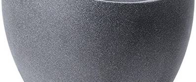 Bleiwurz: 3 Tipps zum richtigen Pflanzen und Pflegen