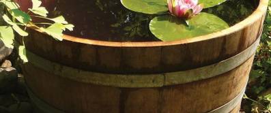 Bleiwurz: 3 Tipps zum richtigen Pflanzen und Pflegen