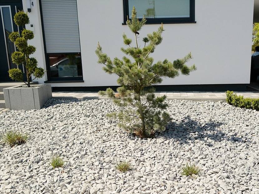 Modern und sehr reduziert präsentiert sich dieses Kiesbeet im Vorgarten eines Neubaus.