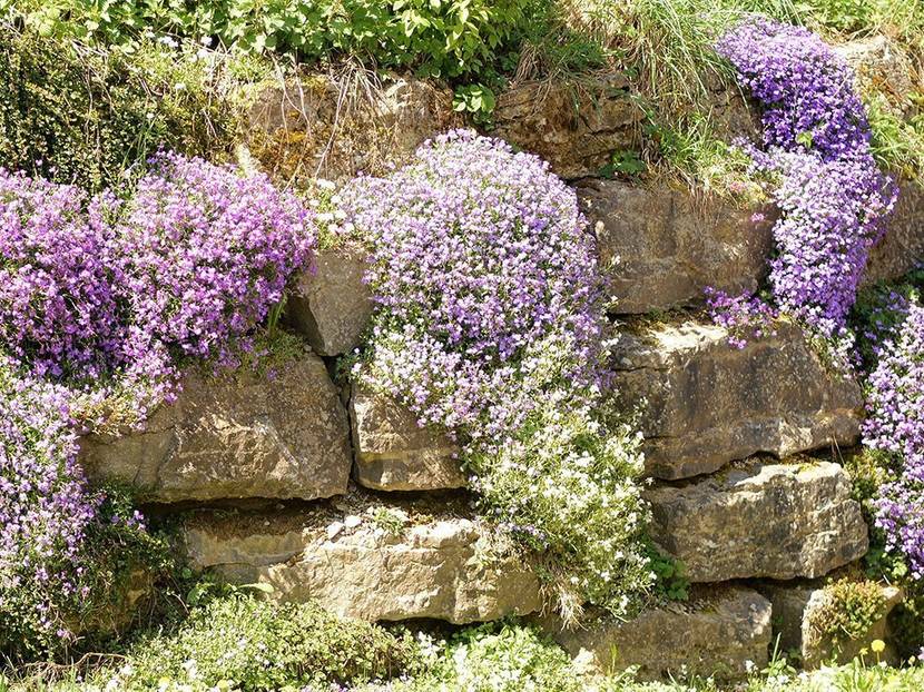 Eine Natursteinmauer im Hintergrund lässt sich wunderbar einbinden und mit bepflanzen.
