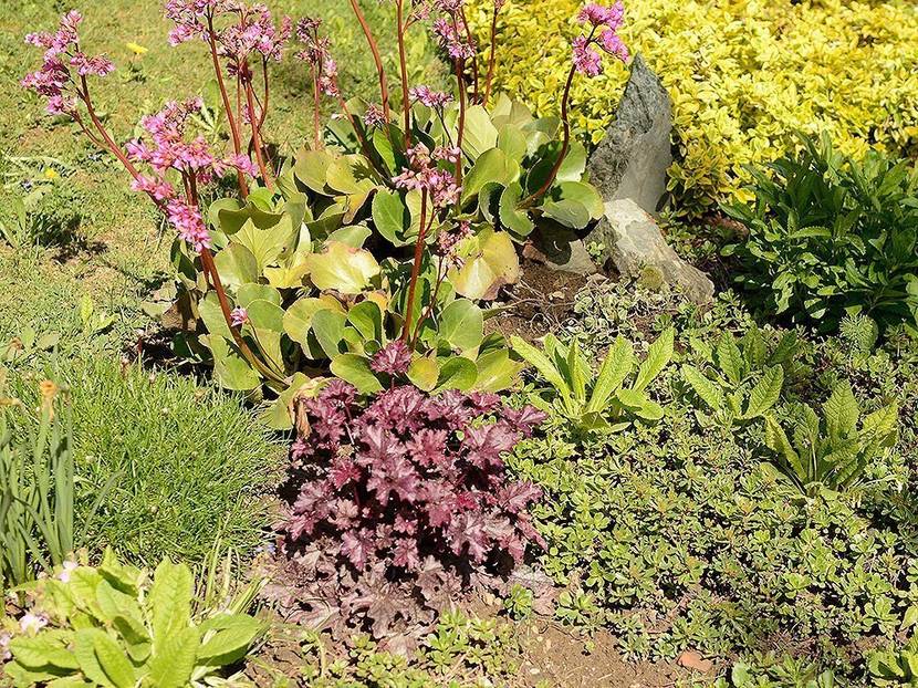 Interessante Laubfarben wie hier das dunkle Rot der Heuchera setzen Akzente im Steingarten.