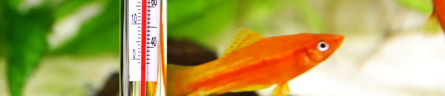 Tests & Vergleiche aus der Kategorie Aquarium & Zubehör