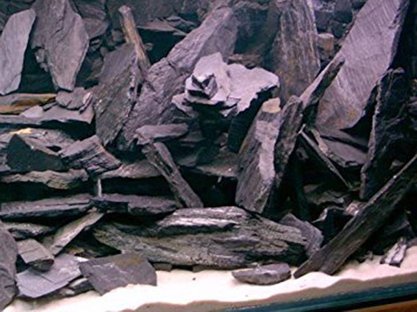 echter Schiefer im Aquarium