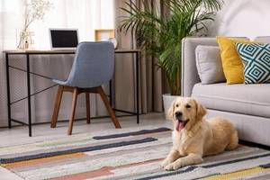 fröhlicher Hund liegt auf buntem Teppich
