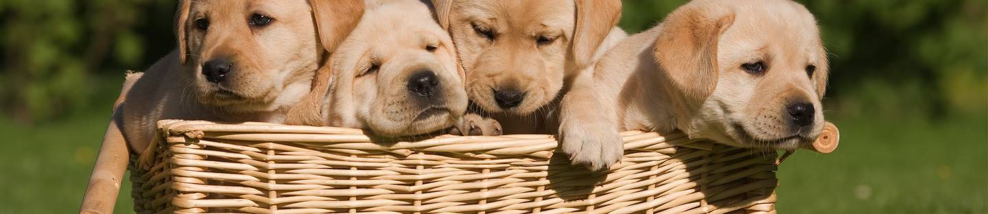 Tests & Vergleiche aus der Kategorie Hundebedarf