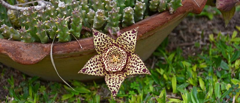 aasblumen im freien im sommer