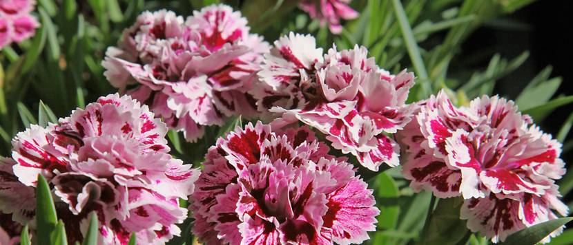 dianthus blume gesprenkelt