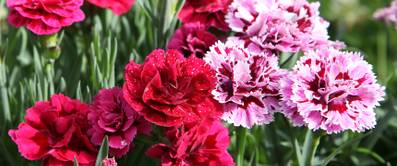 dianthus caryophyllus bunt
