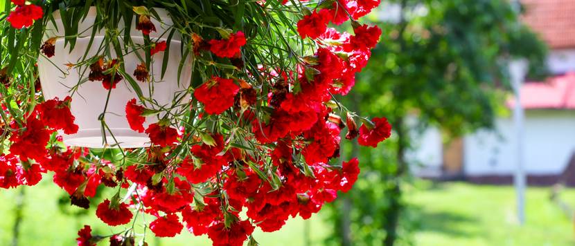 dianthus caryophyllus im topf
