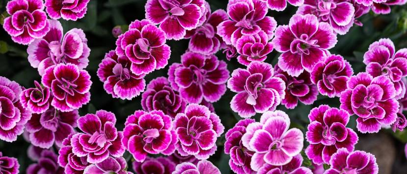 gebirgshaengenelke rosa