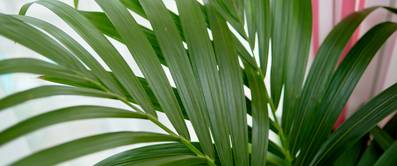 goldfruchtpalme blatt