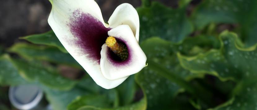 weiß-violette calla von oben