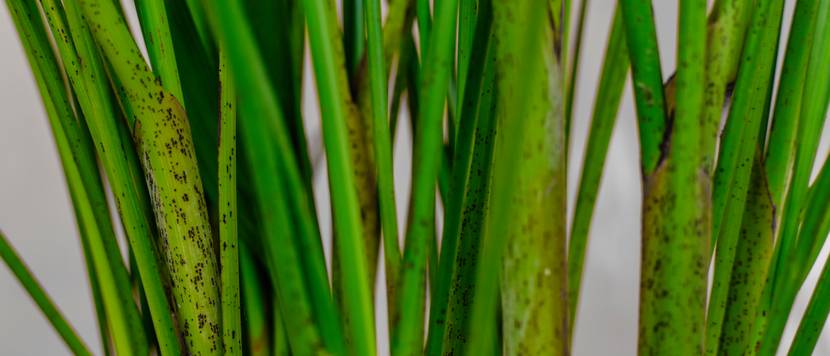 schwarze punkte goldfruchtpalme