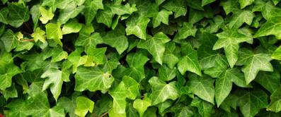 hecke-aus-efeu-ranken