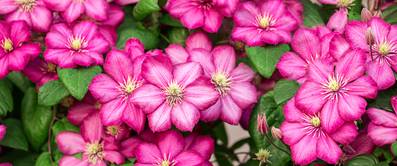 clematis-blueten-rosa