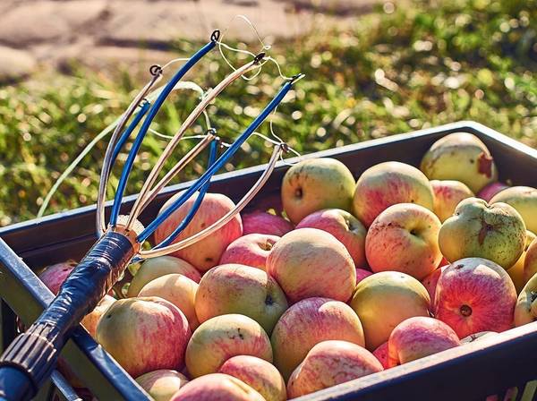 Äpfel richtig ernten: 6 Tipps für eine erfolgreiche Apfelernte ...