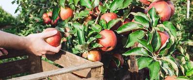 aepfel-ernte