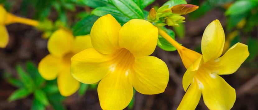 allamanda bluete