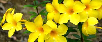 allamanda in gelb
