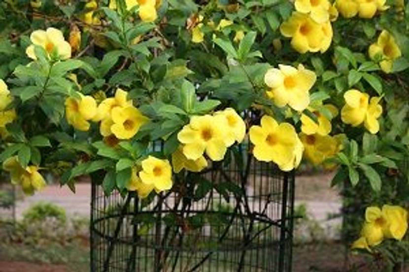 allamanda mit rankhilfe