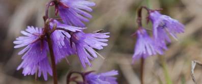 alpengloeckchen-guide