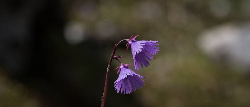 soldanella alpina