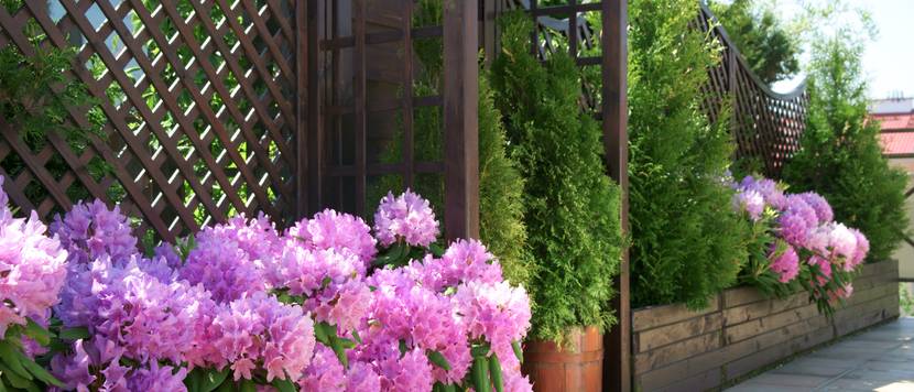 alpenrose auf der terrasse