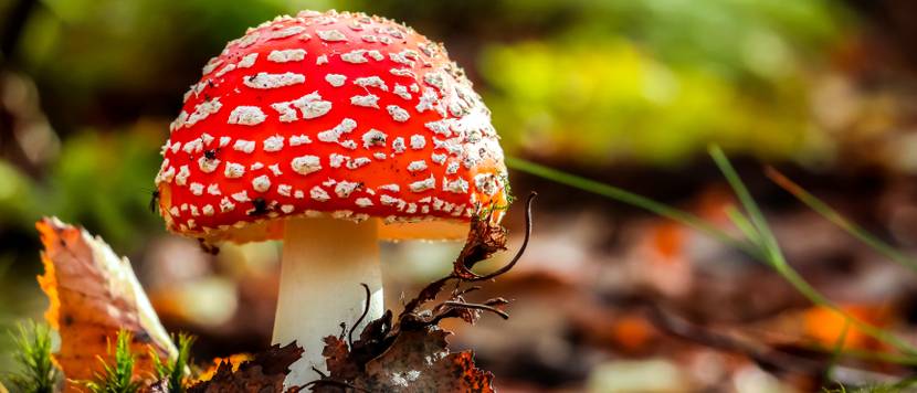 amanita muscaria