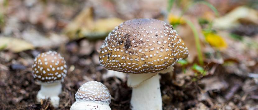 amanita pantherina