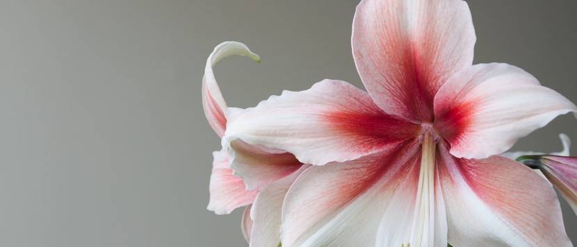 amaryllis belladonne