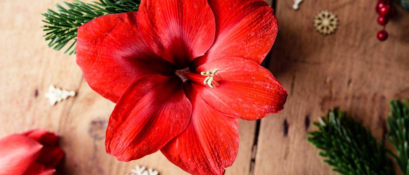 Was Macht Man Mit Einer Amaryllis Wenn Sie Verblüht Ist Amaryllis pflanzen: Mit 3 Methoden zum Erfolg - heimwerker.de