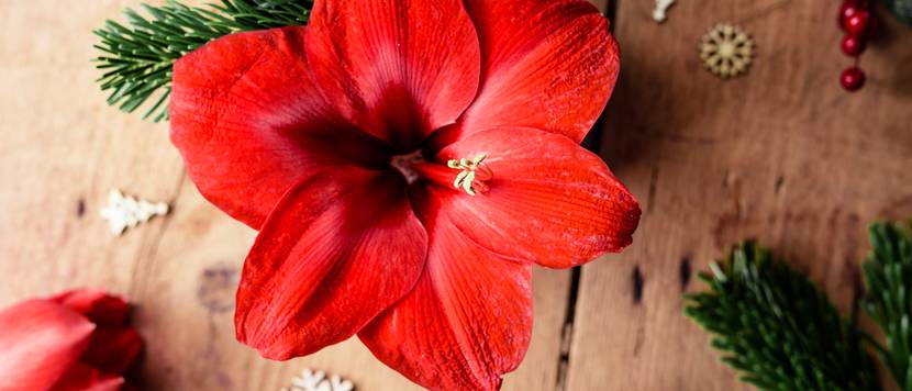 bluehende rote amaryllis umgeben von weihnachtlicher dekoration