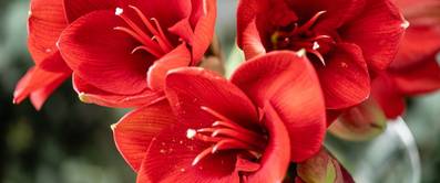 amaryllis pflanzen