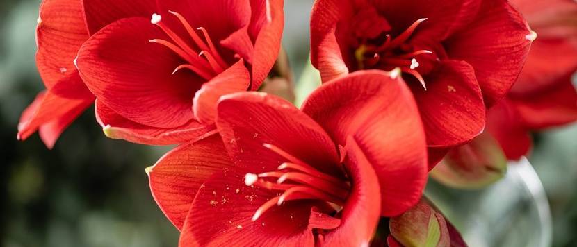 amaryllis pflanzen
