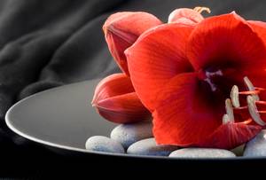 rote Amaryllis auf schwarzem Teller