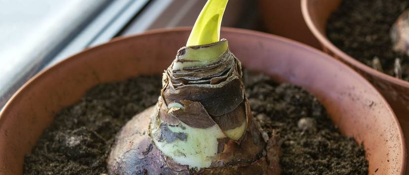 amaryllis zwiebel pflanzen