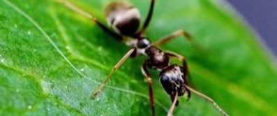 Ameisen natürlich und chemisch bekämpfen