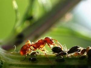 Ameisen sind sehr geschäftig beim Melken der Blattläuse