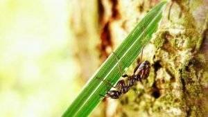 Bei Ameisen gibt es Arbeiterinnen