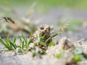 Ameisenhügel sind oft versteckt