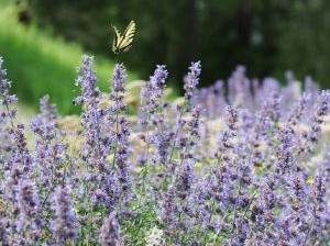 natürliche Ameisenabwehr Lavendel