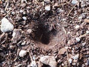 Fressfeind der Ameise Ameisenlöwe