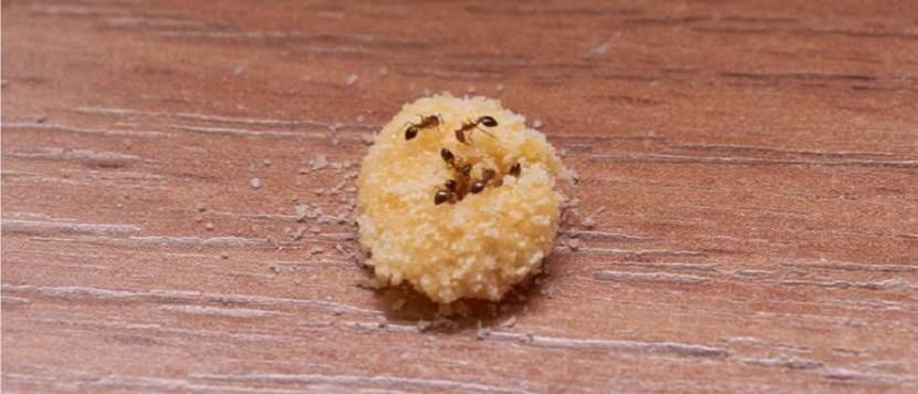 Ameisengift test