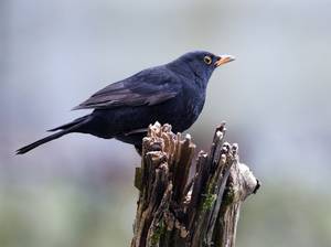 Amsel