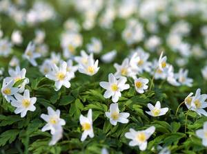 anemone-aussaat