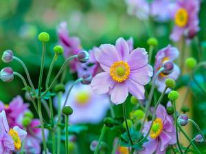anemone-herbst-pflanzen