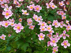 anemone-pflanzen-bodendecker