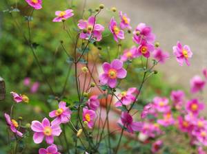 anemone-pflegen