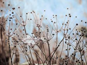 anemone-ueberwintern